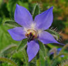 Borage flower